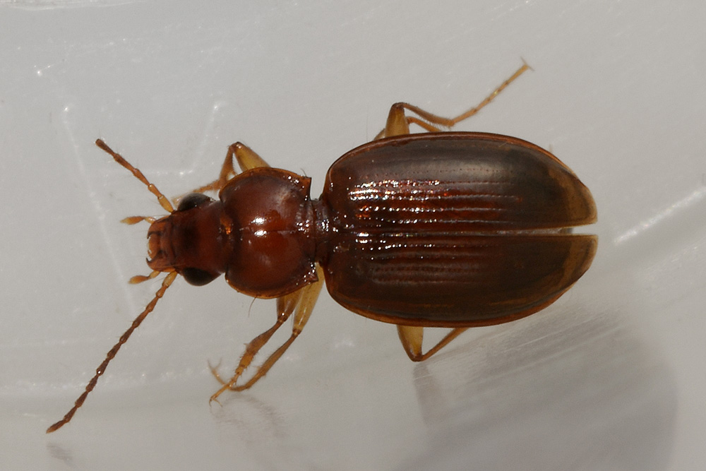 Ocys harpaloides (Carabidae)